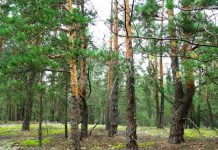 Синоптик спрогнозувала, якою буде весна