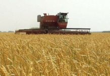 У Кабміні розповіли, чи вистачить Україні зерна нового врожаю