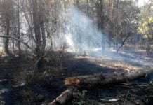 Пожежа в Павлоградському лісовому господарстві. Ліс навмисне підпалили? (ФОТО)