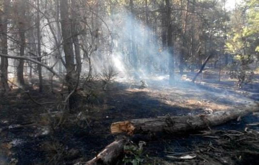 Пожежа в Павлоградському лісовому господарстві. Ліс навмисне підпалили? (ФОТО)