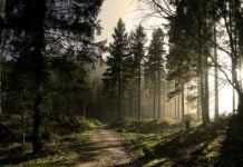 Ліси Дніпропетровщини посилено патрулюються