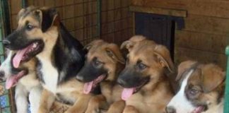 Дайте бездомным животным «ШАНС»!