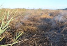 Сьогодні в Павлограді горіло торфяне поле