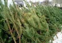 В лісництві Павлограда вирубали близько 2 тис. ялинок