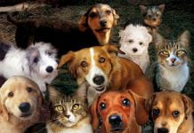 Павлоградські собаки та коти мають житло