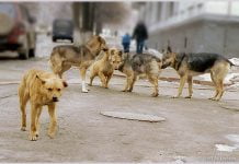 На павлоградців нападають бродячі собаки