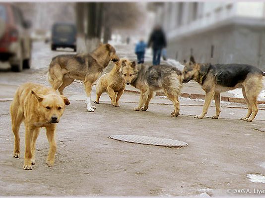 На павлоградців нападають бродячі собаки