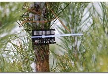 За ялинку без чіпа штрафуватимуть і покупців