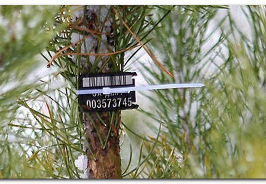 За ялинку без чіпа штрафуватимуть і покупців