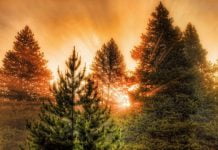 Вуличні гімнасти Павлограда займуться відновленням лісу