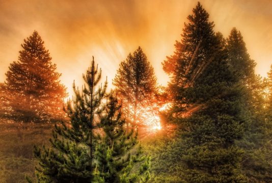 Вуличні гімнасти Павлограда займуться відновленням лісу