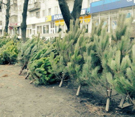 Когда и где откроются ёлочные базарчики в Павлограде
