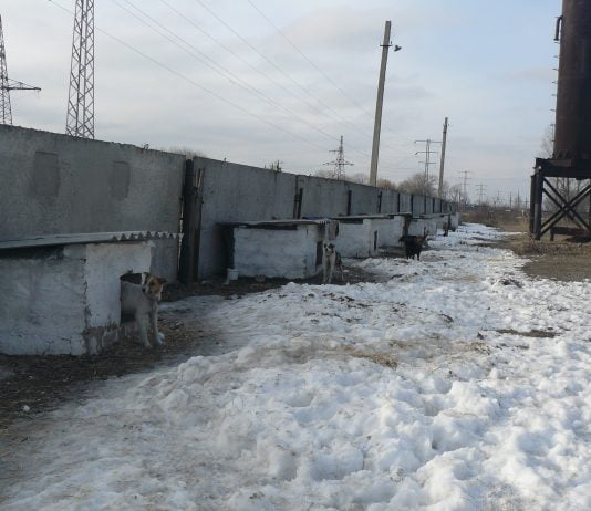 Один день з життя павлоградського притулку для тварин