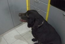 В Павлограді знайшов домівку собака-біженець з селища Піски