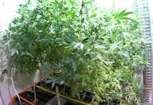 У жителя Дніпропетровська знайшли 108 горщиків з коноплею (ФОТО)