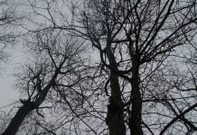 У Павлограді знову падали дерева