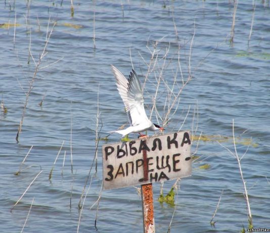 На Дніпропетровщині до червня обмежили місця для риболовлі