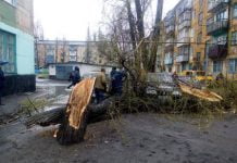 У Першотравенську дерево впало на два автомобіля