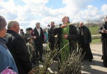 На набережній зазеленіють верби