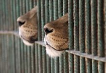 Депутати заборонили виставки диких тварин і пересувні зоопарки