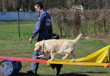 Павлоградські собаки-рятівники визнані найкращими (ОНОВЛЕНО)