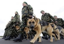 «Кінологічний» скандал розгорівся на території колишньої військової частини