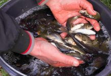 За незаконну риболовлю мешканець Павлоградщини сплатить великий штраф