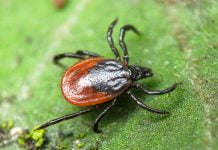 Два парка Павлограда обробили від кліщів: зараз там не варто гуляти