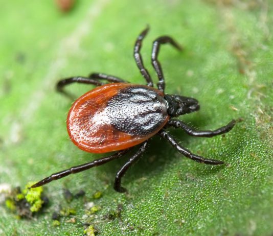 Як уберегтися від укусів кліщів?