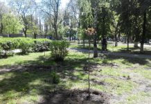 В центрі Павлограда з’явилися молоді клени, дуби і ялинка (ФОТО)