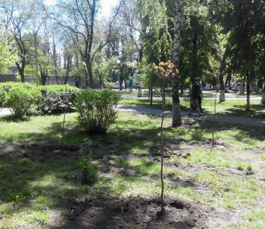 2016 год станет годом санитарной обрезки и высадки деревьев в Павлограде
