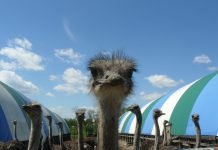 Майське —  приклад успішного фермерства на Дніпропетровщині (ФОТОРЕПОРТАЖ)