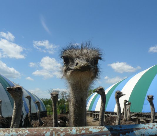 Майське — приклад успішного фермерства на Дніпропетровщині (ФОТОРЕПОРТАЖ)