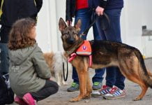 У модульному містечку Павлограда побували кінологи (ФОТО)