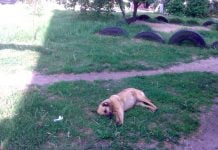 У Павлограді мешканці багатоквартирного будинку труять собак