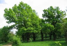 В Павлограде придумают названия безымянным паркам