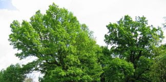 У парку ім. 1 Травня загорівся старий дуб