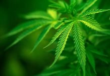 Два павлоградца вырастили запрещенный урожай на своих участках