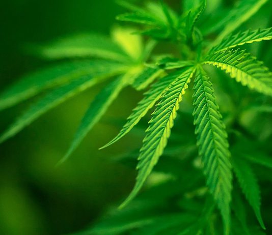 Міліція знайшла на городі грядку конопель