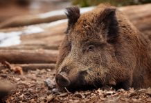 У Павлограді є загроза епідемії африканської чуми свиней