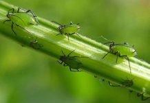 «Тля, припини!» або як позбавитися попелиці на огірках