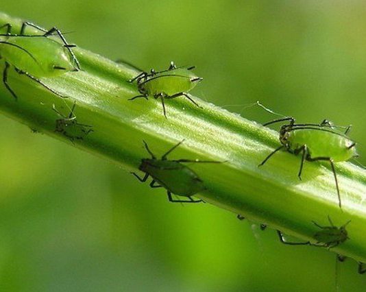 «Тля, припини!» або як позбавитися попелиці на огірках