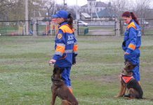 Павлоградські кінологи розшукували зниклого чоловіка