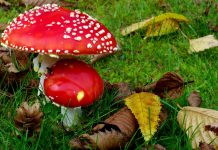 Як запобігти отруєнню грибами?