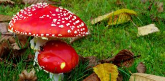 Павлоградские врачи рассказали, почему дешевле не любить грибы