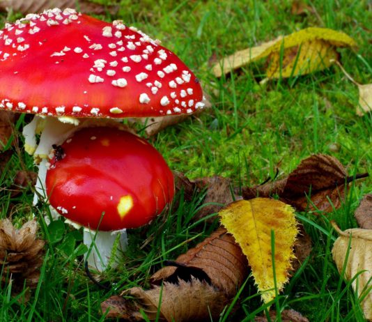 Як запобігти отруєнню грибами?