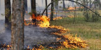 Багаття заборонені: на Дніпропетровщині вже згоріло 22,31 га лісу
