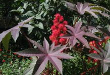 В Павлограде дети отравились клещевиной