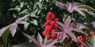 В Павлограде дети отравились клещевиной