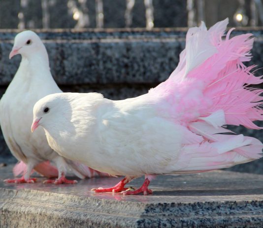 В Павлоград привезли сотни птиц разных пород (ФОТО)